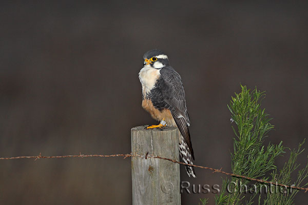 Aplomado Falcon © Russ Chantler